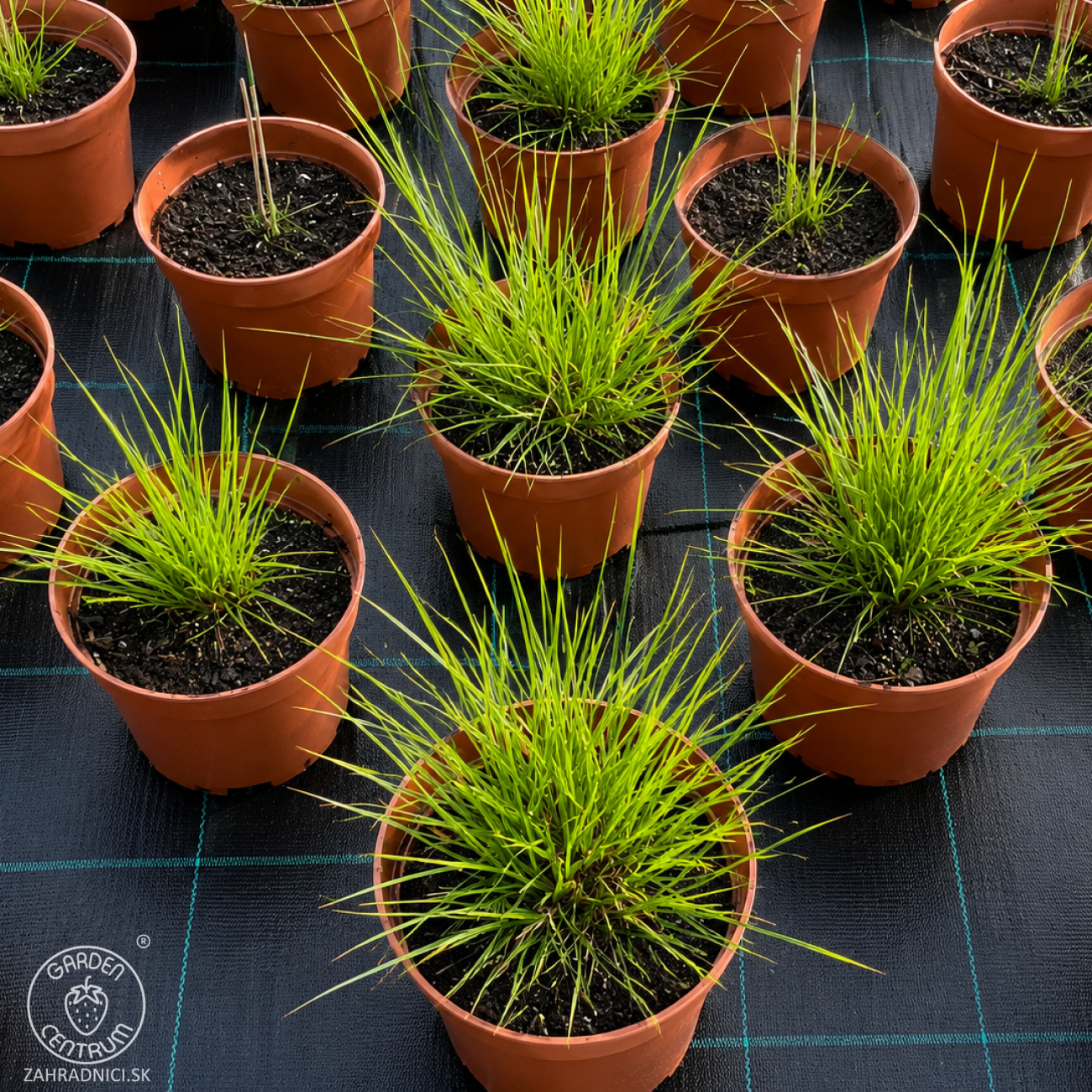 Obrázok Perovec psiarkovitý (Pennisetum alopecuroides) ‘HAMELN’ - kont. C2L